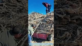 Securing the Harvest: The Triangular Method for Hay Bale Stabilization