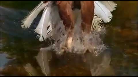 تلاوة تأخذك الى عالم أخر للقارئ لم اتمكن من معرفة اسم القارئ