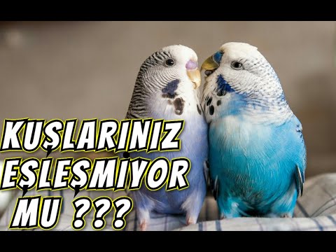 ÇİFTLEŞMEYEN MUHABBET KUŞLARI OLANLAR İZLESİN !!!