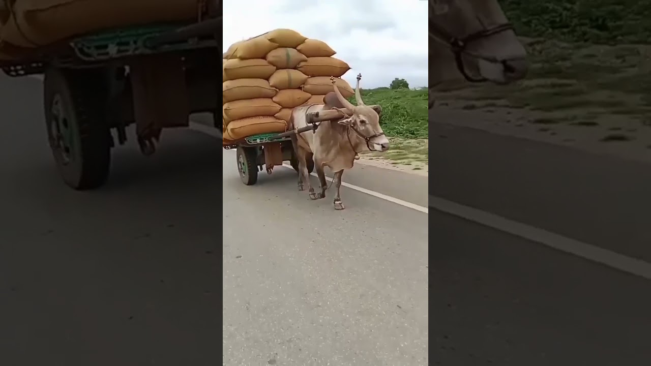 Hallikar single studbull lifting full of gunny bags