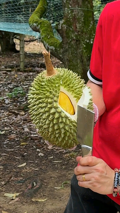 Amazing 6 Star Musang King Durian Fruit Cutting Skills!