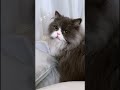 【🐾おしゃべりできる天才猫るる🐾】#猫動画 #猫のいる暮らし #猫 #ミヌエット #catvideos #cat #ねこ #catshorts #고양이 #猫動画 のいる生活 #ちゃんねるる