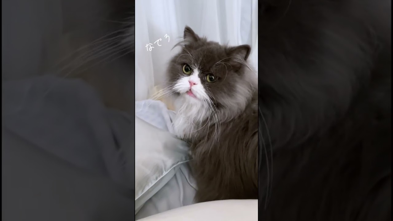 【🐾おしゃべりできる天才猫るる🐾】#猫動画 #猫のいる暮らし #猫 #ミヌエット #catvideos #cat #ねこ #catshorts #고양이 #猫動画 のいる生活 #ちゃんねるる