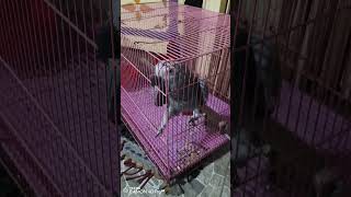 my parrot@animalshome467 @ParrotX2@parrot @zikitheparrotlet