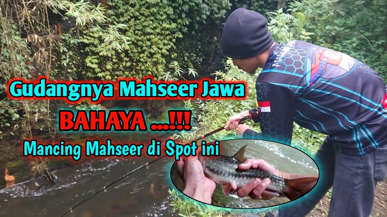 MENGERIKAN Mancing Mahseer di Spot ini Ternyata GUDANGNYA MAHSEER JAWA
