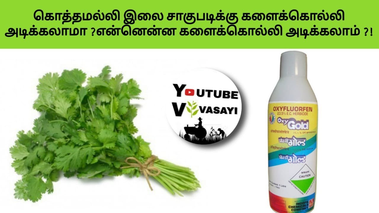 கொத்தமல்லி இலை/தழை சாகுபடிக்கு ஏற்ற களைக்கொல்லியூடியூப் விவசாயி விளக்கம் Coriander Leaf