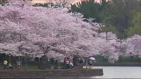 The 2022 National Cherry Blossom Festival will feature in-person events | It's A DC Thing