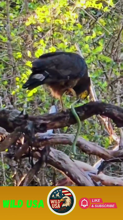 eting sneak beard on the tree yala national pack safari yala #mulunationalpark #wildlifesafaris