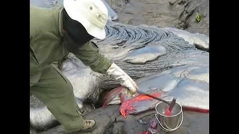 This is how geologists collect lava sample from an active volcano.