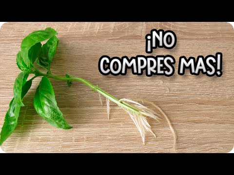 NO COMPRES MAS ALBAHACA , sin antes ver este video : Albahaca GRATIS || La Huertina De Toni