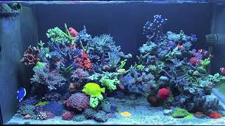 My reef aquarium