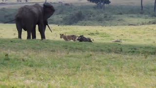  lion attack warthog with elephants around distract to fail it hunt video 