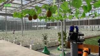 K2 Tech Intelligent harvesting Robot