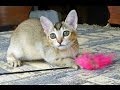 Animal Planet  :  Cats 101 ~ Burmilla の動画、YouTube動画。