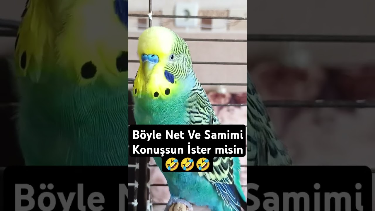 Çokmu Samimiyiz 🤣😍 #muhabbetkuşu #muhabbetkuşufıstık #muhabbetkuş #birds #birds