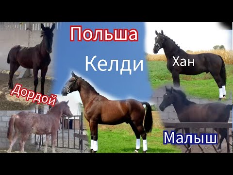 Video: Мындай үйлөрдө орустар жашаш керек