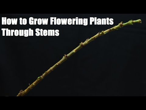 How to Grow Flowering Plants Through Stems