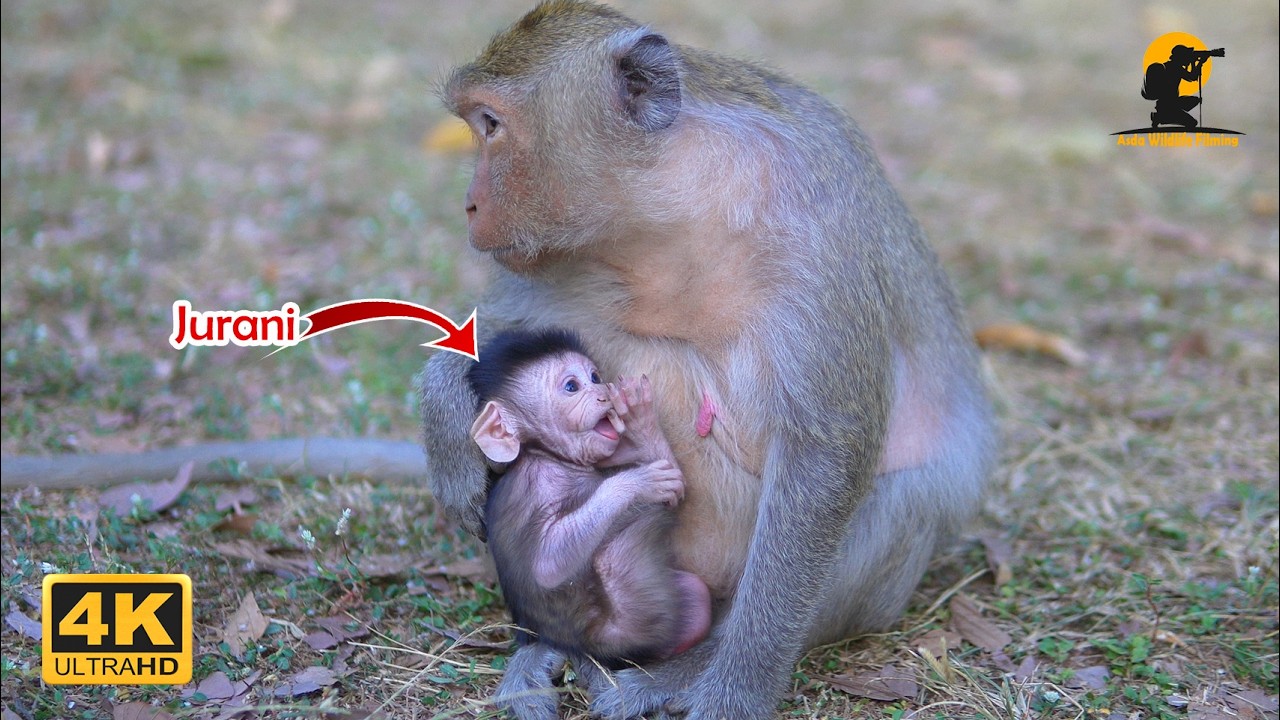 Not So Little Guy: Meet the Largest Newborn Monkey Ever