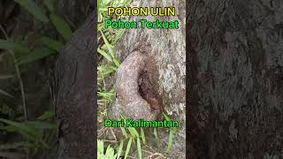 Pohon Ulin Dari Kalimantan Kayu Terkuat Didunia Sdaning Kuatnya Bikin Gigi Rayap Rontok