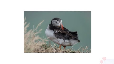 Random image generator using javascript | Randomly generates image