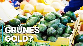 Avocados Portugal