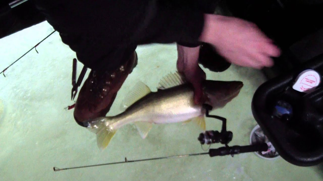 Lake Winnipeg Ice Fishing Walleye Marcum LX7 result