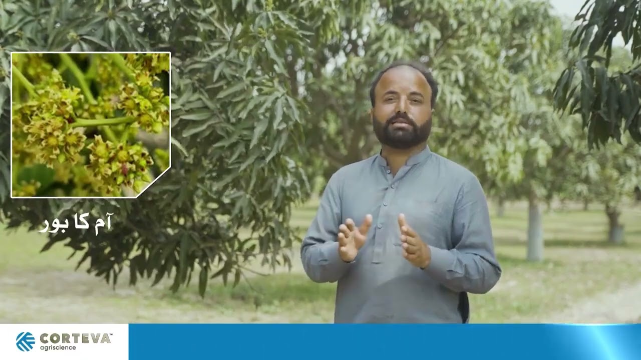 Muahmmad Waqas I Multan I Pexalon & Zarbar Customer Feedback