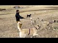 YABANİ HAYVANLARIN İNİNE GİTTİK ÇOBAN SÜRÜ KÖPEKLERİ ÖNÜMÜZÜ KESTİ