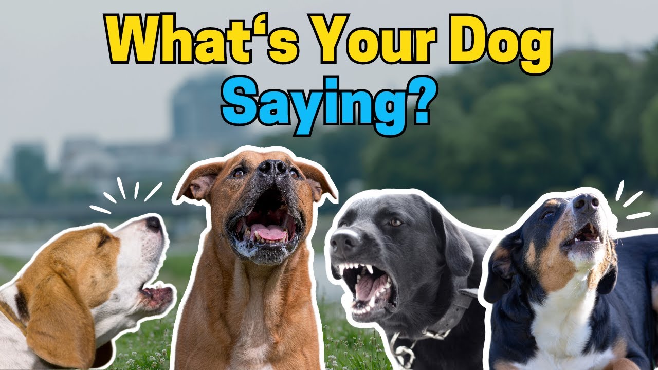 6 типов собачьего лая и их значения