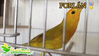 Canto De Canario Para Concurso  Sicalis Flaveola