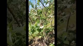 Myrtilles Pollinisation