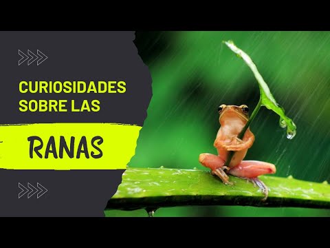 10 Curiosidades sobre las ranas hqdefault