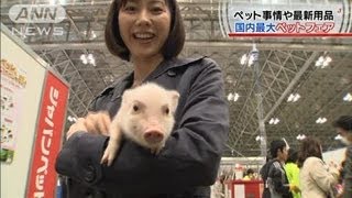 最新のペット事情は？国内最大のペットフェア開催(12/03/31)
