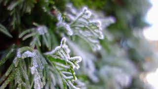 J.S.バッハ: クリスマス・オラトリオ 第10曲 BWV 248：シンフォニア(第2部)［ナクソス・クラシック・キュレーション #特別編：クリスマス］