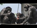 Tama kindergarten is very busy! by Ibuki and Plum  多摩の幼稚園は大忙し！イブキとプラム　Chimpanzee  多摩動物公園