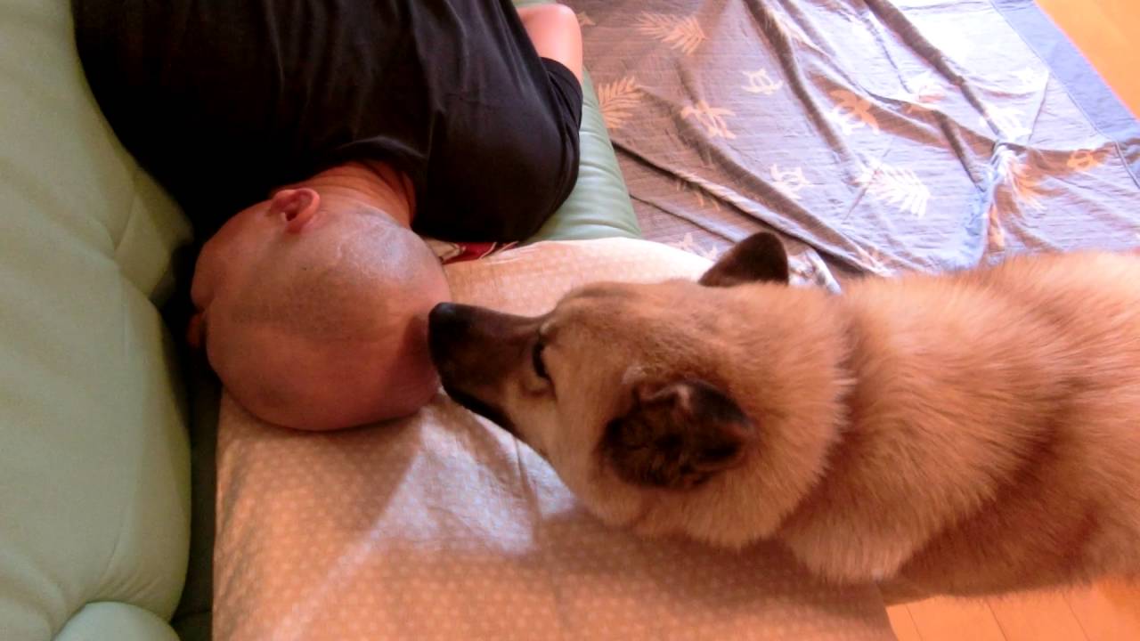 Download ハゲペロからのー ぶさかわ犬