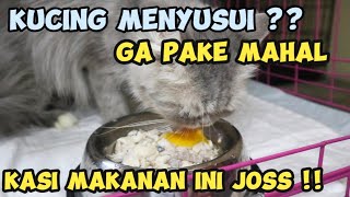 MAKANAN UNTUK INDUK KUCING YANG SEDANG MENYUSUI
