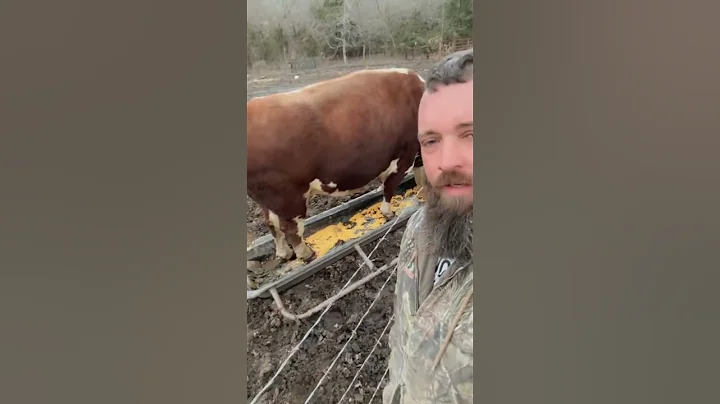 Rufus takes things to far #rufusthebull #cow #bull