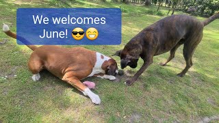 Boxer Rex and Sammie welcomes JUNE Dog vlog 
