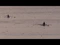 USRowing U19 World Championship Trials, Final 2