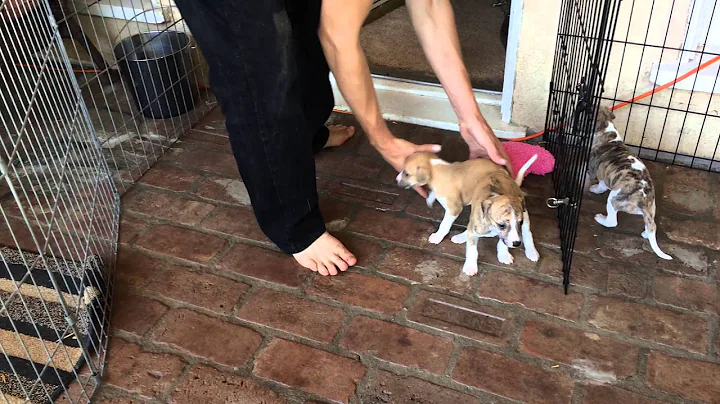 Whippet Puppies first day outside 4 weeks old