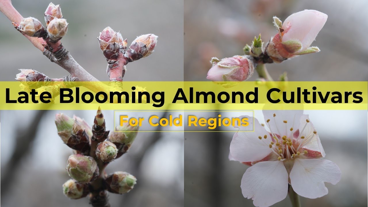 Extra Late Blooming Almond Cultivars for Cold Regions (Shot on Fujifilm XT-30)