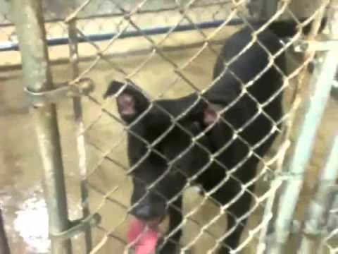 CHEVY, Young Male Housebroken Dog
