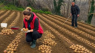 Patate, Qepë & Pulë e Gatuar në Fshat 🧅🍗 Real Albanian Village Life 🌿