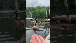lake life in the Poconos, PA