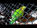 Huge Budgerigars Aviary in Freezing Cold