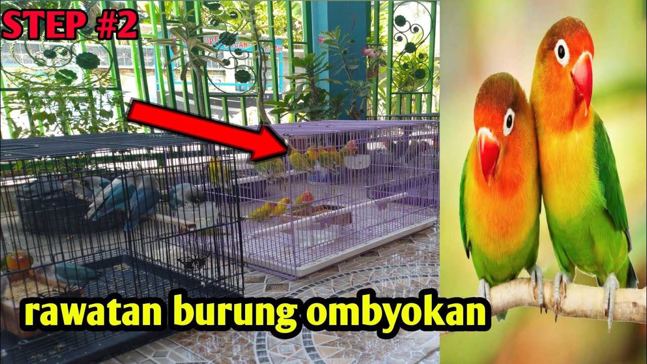 STEP #2//
rawatan harian lovebird ombyokan|||juara