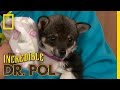 Can’t Keep a Good Pup Down | The Incredible Dr. Pol