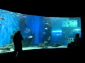 The Fish Bowl at the Melbourne Aquarium.