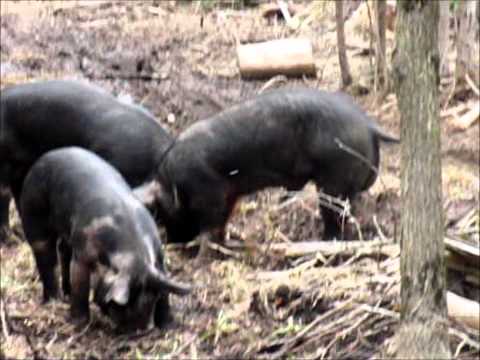 Wild Boar Hunt With Ranger 45 Air Rifle and 430 Grain Hollow Point